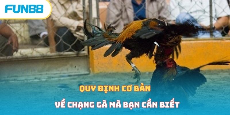 Quy định cơ bản về chạng gà mà bạn cần biết