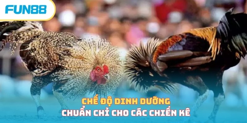 Cách Nuôi Gà Đá - Bí Quyết Nuôi Chiến Kê Hiệu Quả Nhất 2026 Thực phẩm bổ sung trong cách nuôi gà đá